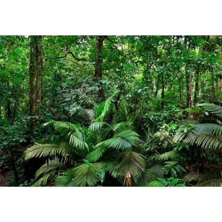 Baocicco Hintergrund mit Dschungelpalme, Fotografie, tropischer Regenwald, Pflanze, Fotografie, Hintergrund, Luau, Party-Dekoration, Banner, Camping, Outdoor-Aktivitäten, Zubehör für Kinder,